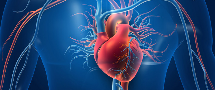 Krvný obeh, cievy a srdce: Ako sa starať o motor nášho organizmu
